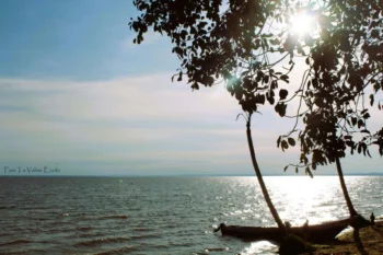 Ngombe lac Victoria