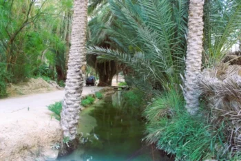 Mides Tunisie 12 Petit oasis du canyon de Mides en Tunisie
