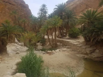 Chebika Tunisie 14 Végétation de Chébika en Tunisie