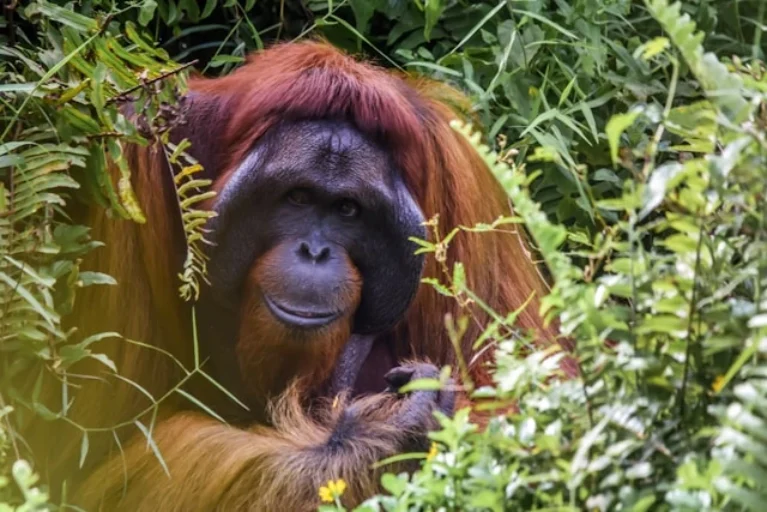 La déforestation dans le monde 2 La déforestation