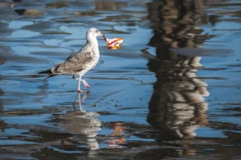 La pollution des océans 6 Mouette avec du plastique dans le bec